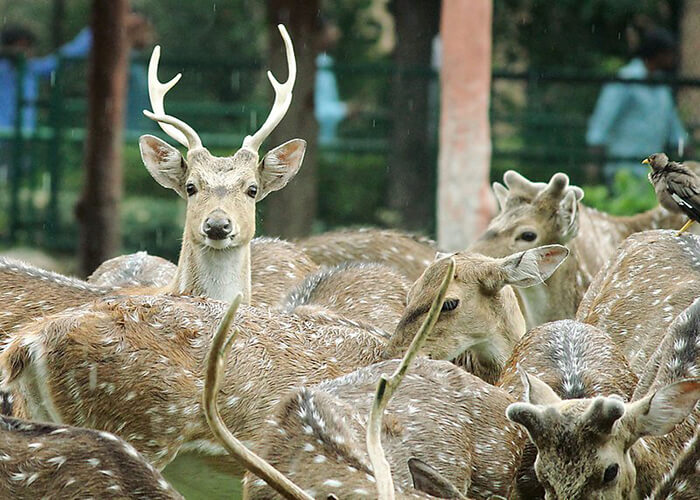 Jaipur Zoo